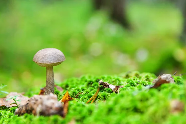 Jedlá malá houba s hnědým Čapkem Penny BUN v pozadí lesních lesů. Houby v přírodním prostředí, blízko — Stock fotografie