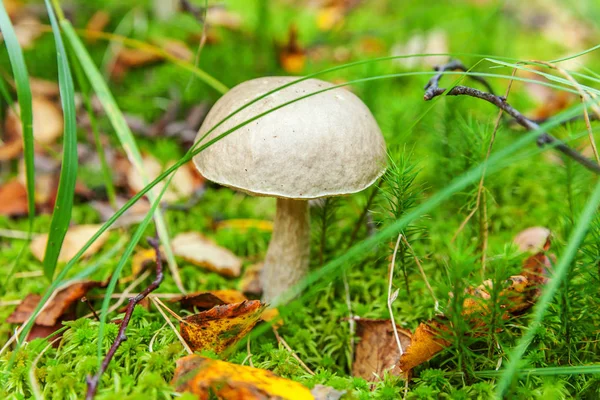 Ätlig liten svamp med brunt lock Penny Bun rör i Moss höst skogs bakgrund. Svamp i den naturliga miljön närbild — Stockfoto