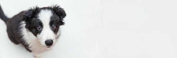 Grappige studio portret van schattige smilling puppy hond Border Collie geïsoleerd op witte achtergrond. Huisdier verzorging en dieren concept. Banner — Stockfoto