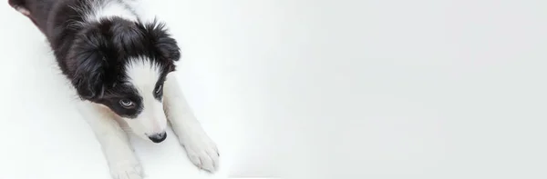 Legrační studiový portrét roztomilé smělé štěňátko hraniční kolie izolované na bílém pozadí. Koncepce péče o zvířata a zvířat. Banner — Stock fotografie