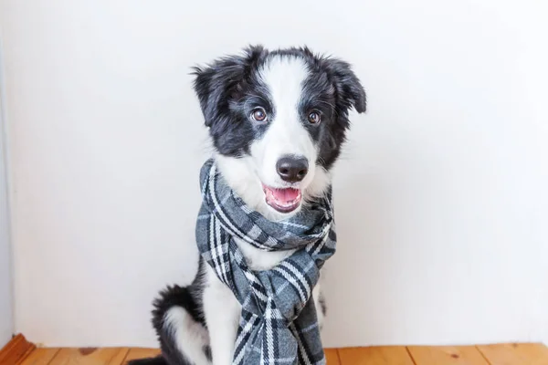 自宅で首の周りに暖かい服のスカーフを身に着けているかわいいスミリング子犬のボーダーコリーの面白いスタジオの肖像画 — ストック写真