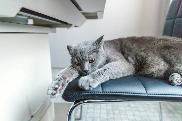 Brytyjski kot spanie na czarnym nowoczesnym krzesłem wewnątrz domu — Zdjęcie stockowe