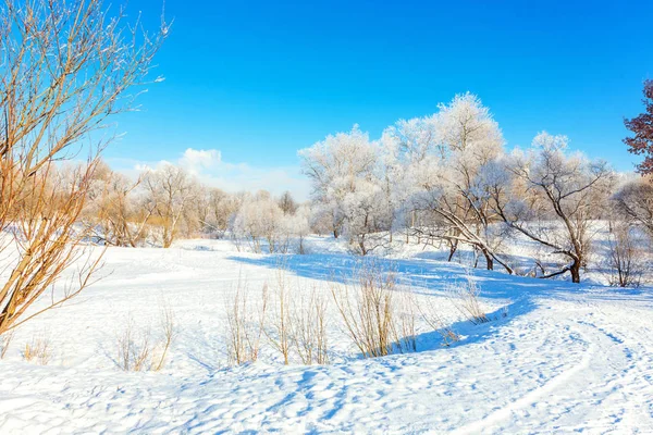 Ледяные деревья в снежном лесу, холодная погода в солнечное утро — стоковое фото