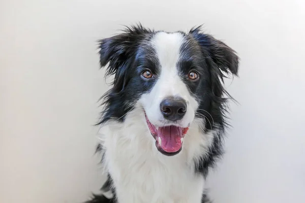 Divertido estudio retrato de lindo olor perro borde collie sobre fondo blanco —  Fotos de Stock