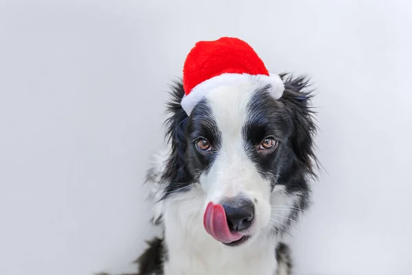 Grappig studio portret van schattig glimlachende puppy hond grens collie in rood Kerstman hoed geïsoleerd op witte achtergrond — Stockfoto