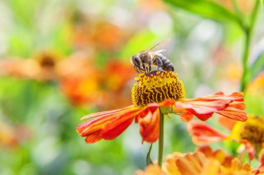Sarı polenle kaplanmış bal arısı nektar içer, turuncu çiçekleri tozlaştırır. İlham verici doğal çiçek baharı ya da çiçek açan yaz bahçesi ya da park geçmişi. Böceklerin hayatı. Makro, kapat.