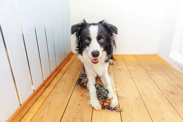 Funny Portrait Cute Smiling Puppy Dog Border Collie Holding Colourful — Stock Photo, Image