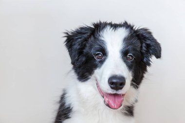 Komik stüdyo portre sevimli güleryüzlü köpek yavrusu köpek kenar kömür ocağı beyaz arka plan üzerinde izole. Bakarız ve ödül için bekleyen aile küçük köpek yeni güzel üyesi. Evde beslenen hayvan kaygı ve hayvanlar kavramı