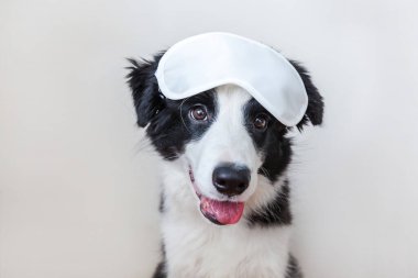 Beni rahatsız etme, bırak uyuyayım. Beyaz arka planda izole edilmiş uyuyan göz maskeli sevimli, gülen yavru köpek sınır köpeği çoban köpeği. Dinlen, iyi geceler, siesta, uykusuzluk, rahatlama, yorgunluk, seyahat konsepti