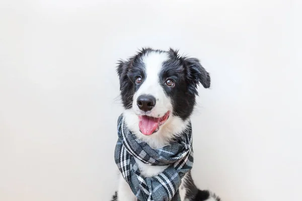白い背景に隔離された首の周り暖かい服のスカーフを身に着けてかわいい笑顔子犬犬の国境のコリーの面白いスタジオの肖像画 冬または秋の肖像画の新しい美しいメンバーの家族の小さな犬 — ストック写真
