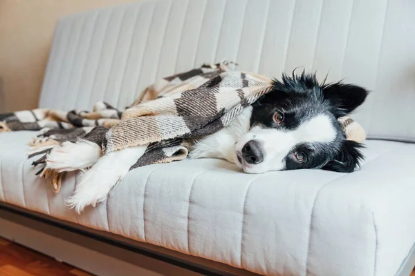 Funny puppy dog border collie lying on couch under plaid indoors. Lovely member of family little dog at home warming under blanket in cold fall autumn winter weather. Pet animal life concept