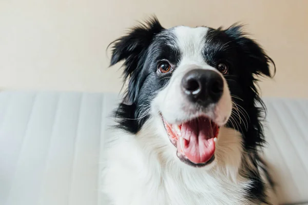 Drôle Portrait Mignon Chien Souriant Frontière Collie Chien Sur Canapé — Photo