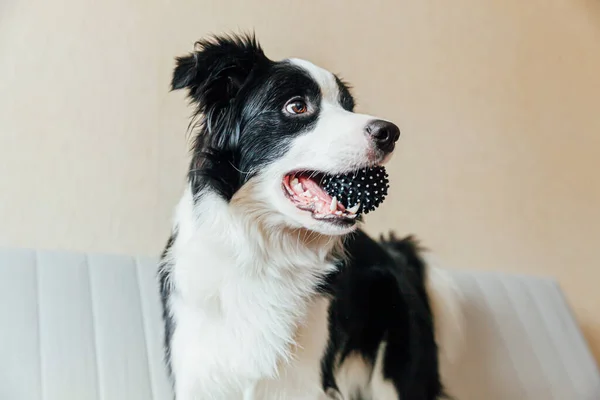 Divertido Retrato Lindo Perro Sonriente Frontera Collie Jugar Con Bola — Foto de Stock