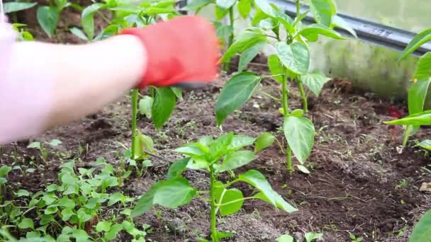 Concepto de jardinería y agricultura. Mujer campesina mano plantando plántulas de pimienta orgánica. Productos de invernadero. Producción de alimentos vegetales. Planta de pimentón de chile creciendo en invernadero . — Vídeo de stock