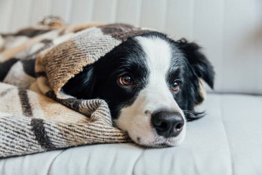 Komik köpek yavrusu, içeride kareli kanepenin altında yatan çoban köpeği. Soğuk sonbahar kış havasında battaniyenin altında ısınan sevimli aile ferdi küçük köpek. Hayvan yaşam konsepti.