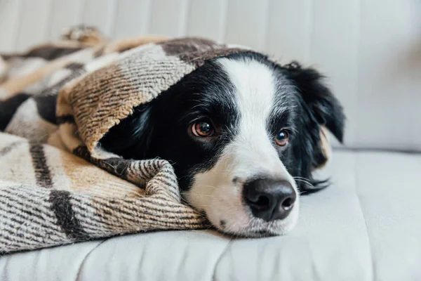 Grappige puppy hondenrand collie liggend op de bank onder de ruit binnen. Mooi lid van de familie kleine hond thuis opwarming onder deken in koude herfst winter weer. Begrip "huisdieren". — Stockfoto