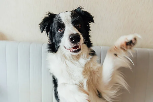 かわいい笑みを浮かべて子犬犬の国境のコロニーの面白い肖像画ソファの上に屋内 家族の小さな犬の新しい素敵なメンバーが家を見て待っています ペットケアと動物のコンセプト — ストック写真