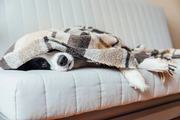 有趣的小狗边境牧羊犬躺在沙发上 躺在室内 可爱的家人的小狗狗在寒冷的秋冬温暖的毛毯下在家里 宠物动物生命概念 — 图库照片