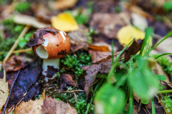 Edible Small Mushroom Russula Red Russet Cap Moss Autumn Forest — Stock Photo, Image