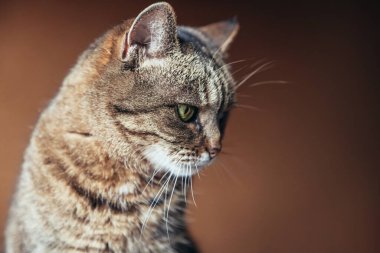 Kibirli, kısa saçlı, evde dinlenen tekir kedilerin komik portresi. Küçük kedi yavrusu, ailenin sevimli bir üyesi evde oynuyor. Hayvan bakımı ve hayvan sağlığı konsepti