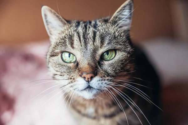 Kibirli Kısa Saçlı Evde Dinlenen Tekir Kedilerin Komik Portresi Küçük — Stok fotoğraf