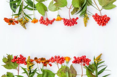 Sonbahar çiçekli kompozisyon. Sonbahar bitkilerinden yapılmış çerçeve, beyaz arka planda izole edilmiş viburnum böğürtlen portakal çiçekleri. Sonbahar, doğal bitkiler, ekolojik duvar kağıdı konsepti. Düz görünüm kopyalama alanı