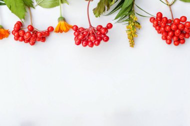 Sonbahar çiçekli kompozisyon. Sonbahar bitkilerinden yapılmış çerçeve, beyaz arka planda izole edilmiş viburnum böğürtlen portakal çiçekleri. Sonbahar, doğal bitkiler, ekolojik duvar kağıdı konsepti. Düz görünüm kopyalama alanı