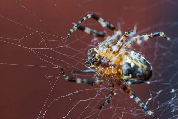 Araknofobi Rädsla För Spindelbett Koncept Makro Närbild Spindel Spindelväv Spindelväv — Stockfoto