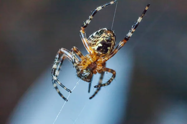 Arachnofobia Boi Się Koncepcji Ugryzienia Pająka Makro Zamknij Pająka Pajęczej — Zdjęcie stockowe
