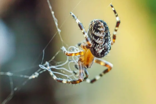 Arachnofobia Boi Się Koncepcji Ugryzienia Pająka Makro Zbliżyć Pająka Pajęczynę — Zdjęcie stockowe