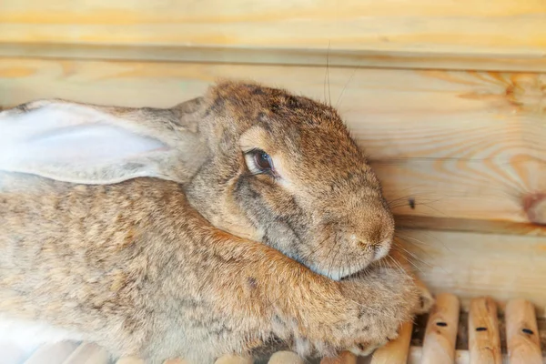 Small feeding brown rabbit on animal farm in rabbit-hutch, barn ranch background. Bunny in hutch on natural eco farm. Modern animal livestock and ecological farming concept
