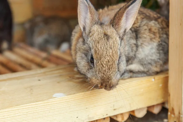 Small feeding brown rabbit on animal farm in rabbit-hutch, barn ranch background. Bunny in hutch on natural eco farm. Modern animal livestock and ecological farming concept