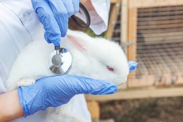 Veterinär Kvinna Med Stetoskop Innehav Och Undersöka Kanin Ranch Bakgrund — Stockfoto