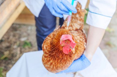 Şırınga tutan ve çiftlikte tavuk enjekte eden veteriner kadın. Doğal eko çiftliğinde aşılar için veterinerlerin elinde. Hayvan bakımı ve ekolojik tarım kavramı
