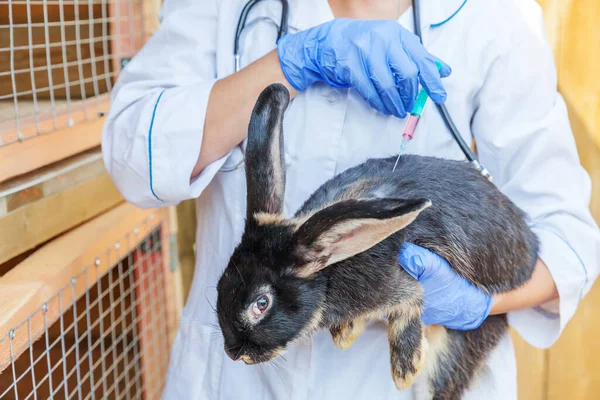 Veterinär Kvinna Med Spruta Hålla Och Injicera Kanin Ranch Bakgrund — Stockfoto