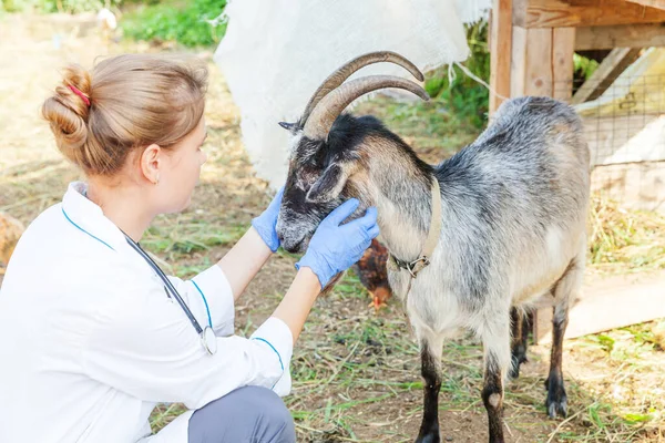 Ung Veterinär Kvinna Med Stetoskop Innehav Och Undersöka Get Ranch — Stockfoto