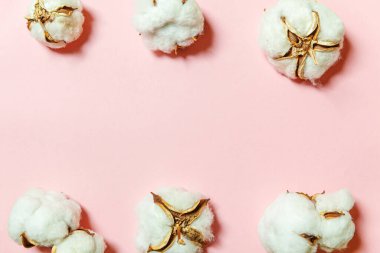Pembe pastel arka planda izole edilmiş beyaz pamuk çiçekleriyle basit bir tasarım. Kumaş yumuşaklığı doğal organik tarım alerjisi konsepti