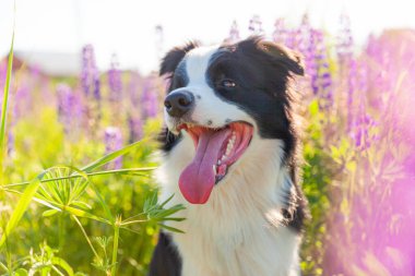 Açık havada gülümseyen köpek yavrusunun portresi otların üzerinde oturan çoban köpeği, menekşe çiçeği arka planı. Açık havada güneşli bir yaz gününde komik suratlı küçük bir köpek. Hayvan bakımı ve komik hayvan yaşam konsepti