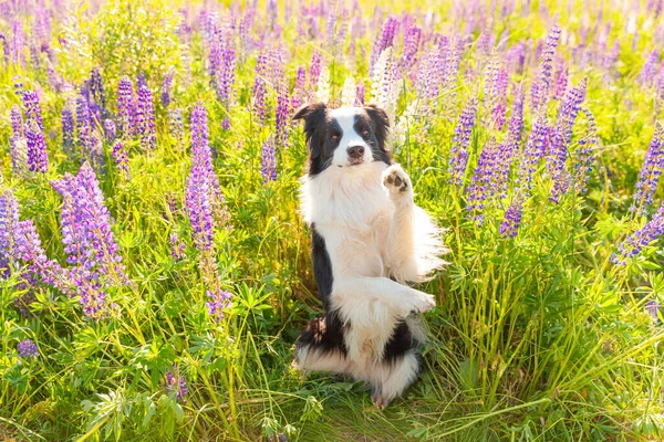 Ritratto All Aperto Carino Sorridente Collie Bordo Cucciolo Seduto Erba — Foto Stock