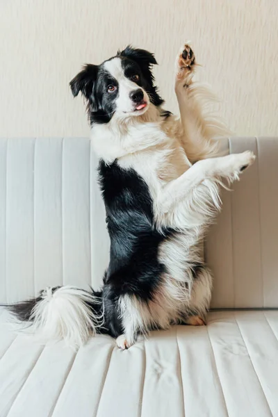 かわいい笑みを浮かべて子犬犬の国境のコロニーの面白い肖像画ソファの上に屋内 家族の小さな犬の新しい素敵なメンバーが家を見て待っています ペットケアと動物のコンセプト — ストック写真