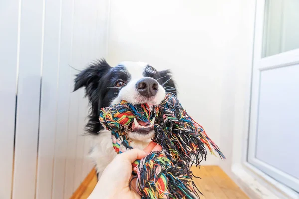 カラフルなロープのおもちゃを口の中で保持かわいい笑顔子犬犬の国境のコリーの面白い肖像画 所有者と一緒に遊んで自宅で家族の小さな犬の新しい素敵なメンバー ペットケアと動物のコンセプト — ストック写真