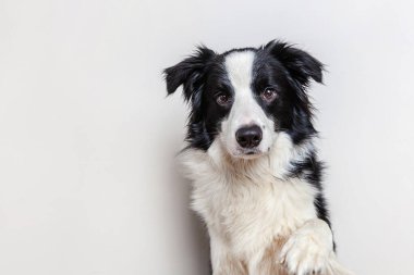 Beyaz arka planda izole edilmiş şirin gülümseyen köpek yavrusu Collie 'nin komik stüdyo portresi. Ailenin yeni sevimli üyesi küçük köpek gözlerini dikip ödül bekliyor. Komik hayvan hayvan yaşam konsepti