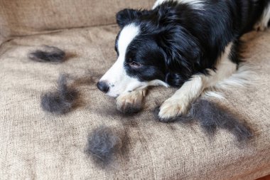 Kanepeye uzanmış kürklü şirin köpek yavrusu sınır köpeğinin komik portresi. Yıllık baharda tüylü küçük köpek ve yün ya da evde sonbahar derisi. Hayvan hijyen alerjisi tımar konsepti