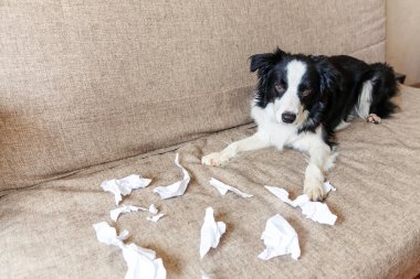 Evdeki kanepede uzanan tuvalet kağıdını ısırdıktan sonra yaramaz yavru köpek sınır köpeği çoban köpeği. Suçlu köpek ve yıkılmış oturma odası. Dağınık ev ve komik suçlu bakışlı köpek yavrusu.