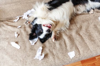 Evdeki kanepede uzanan tuvalet kağıdını ısırdıktan sonra yaramaz yavru köpek sınır köpeği çoban köpeği. Suçlu köpek ve yıkılmış oturma odası. Dağınık ev ve komik suçlu bakışlı köpek yavrusu.