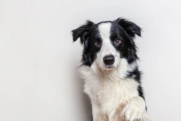 白い背景に隔離されたかわいい笑顔の子犬の犬の国境のコロニーの面白いスタジオの肖像画 家族の小さな犬の新しい素敵なメンバーは 報酬を見て待っています 面白いペット動物のライフコンセプト — ストック写真