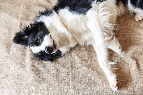 Şirin Güleryüzlü Köpek Yavrusu Köpek Kenar Kömür Ocağı Kanepede Komik — Stok fotoğraf