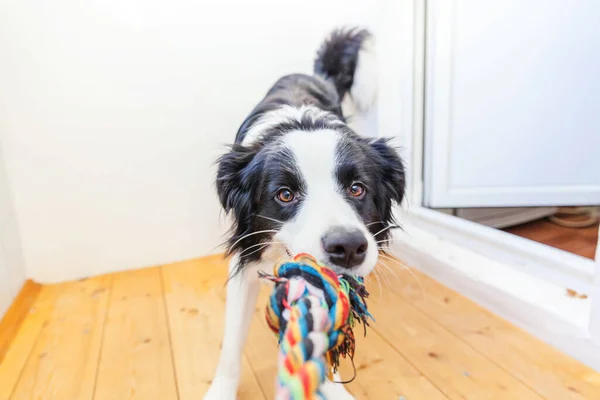 カラフルなロープのおもちゃを口の中で保持かわいい笑顔子犬犬の国境のコリーの面白い肖像画 所有者と一緒に遊んで自宅で家族の小さな犬の新しい素敵なメンバー ペットケアと動物のコンセプト — ストック写真