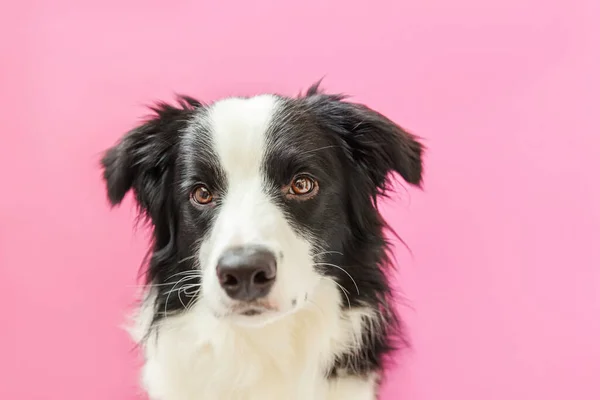 ピンクの背景に隔離されたかわいい笑顔子犬犬の国境コリーの面白いスタジオの肖像画 家族の小さな犬の新しい素敵なメンバーは 報酬を見て待っています ペットケアと動物のコンセプト — ストック写真