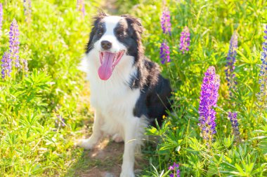 Açık havada gülümseyen köpek yavrusunun portresi otların üzerinde oturan çoban köpeği, menekşe çiçeği arka planı. Açık havada güneşli bir yaz gününde komik suratlı küçük bir köpek. Hayvan bakımı ve komik hayvan yaşam konsepti